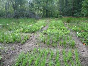 Biodiversity plots in July 2005